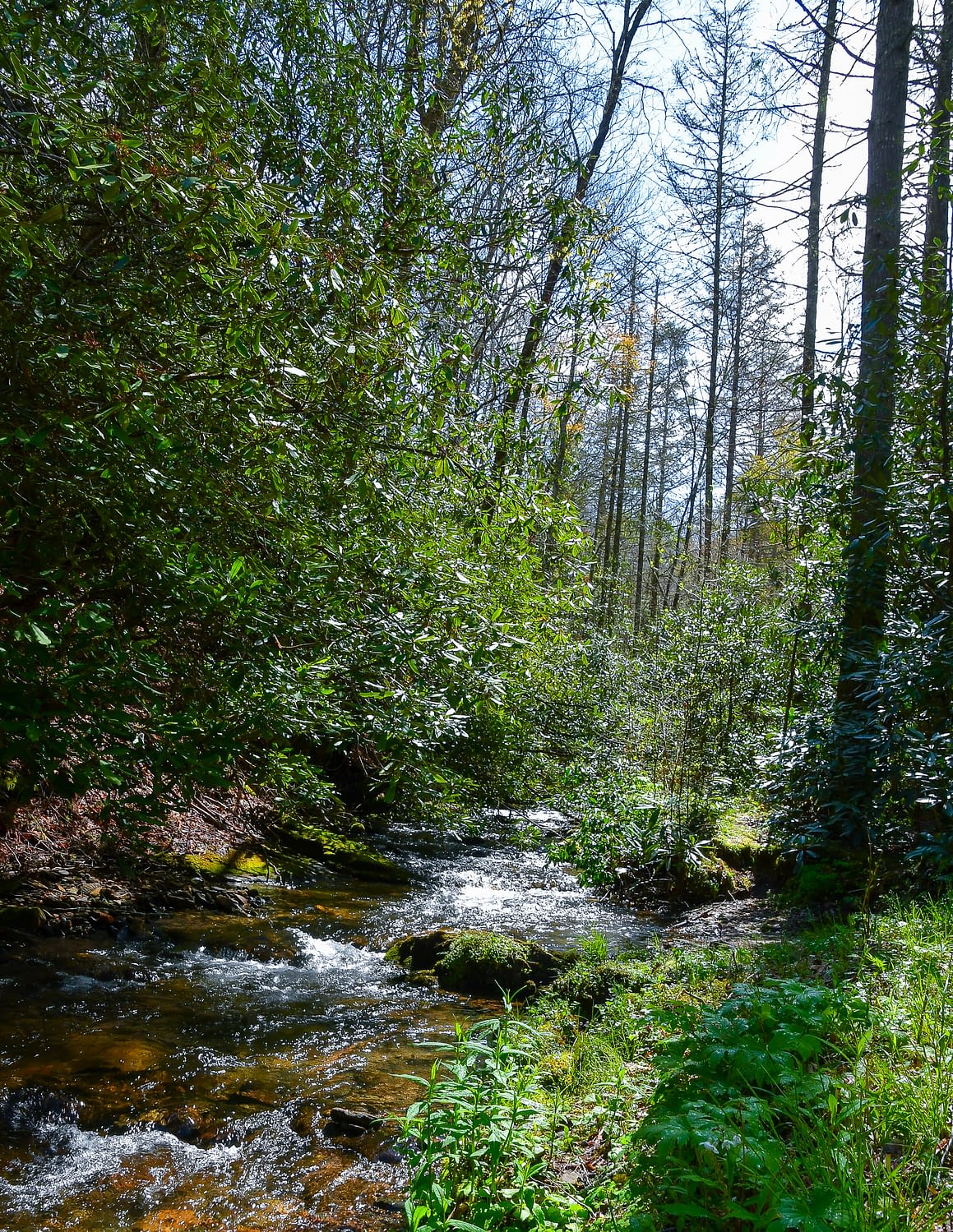 Nantahala National Forest to the Rescue HIKEscape