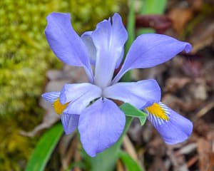 wildlfowers; creasted dwarf iris