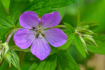wildflowers; wild geranium