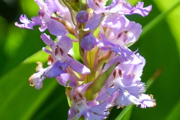 orchid