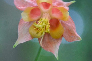 Columbine, Aquilegia canadensis
