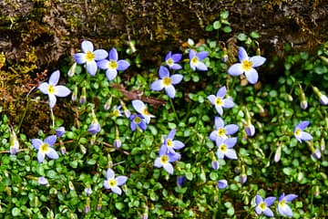 spring bluets
