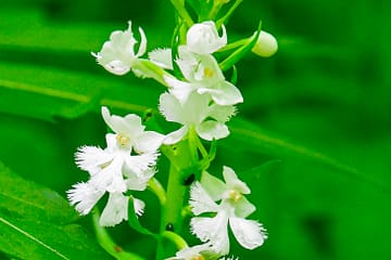 small purple fringed orchid, white form