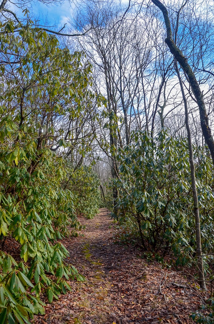 the intersection of White Oak Flats