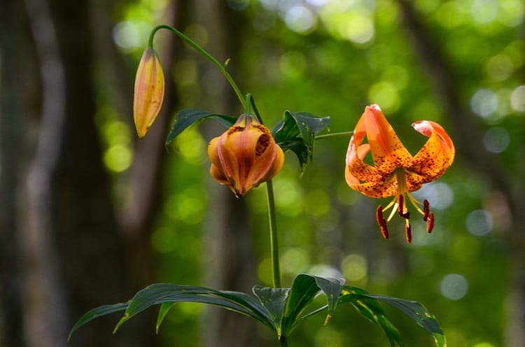 Turk's cap lilies