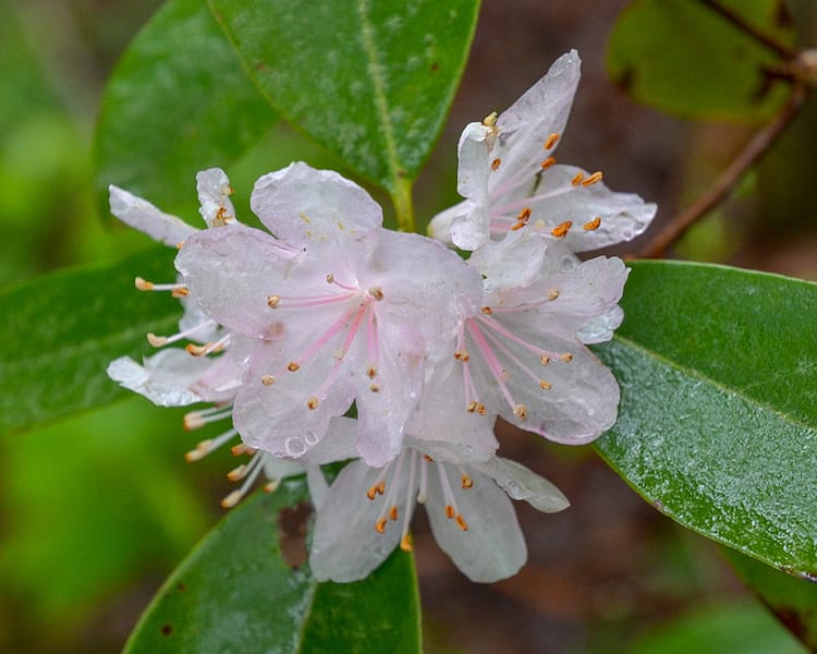 Rosebay rhododendron