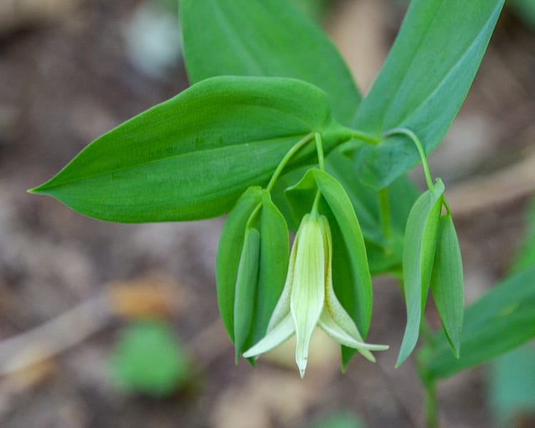 Perfoliate bellwort; Cold Mountain