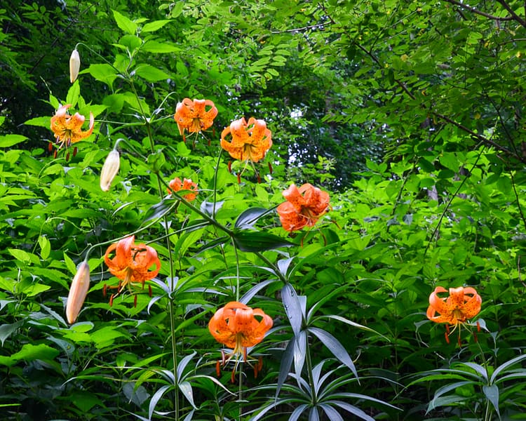 Turk's cap lilies