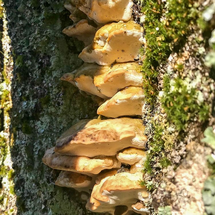Tooth fungus, AT