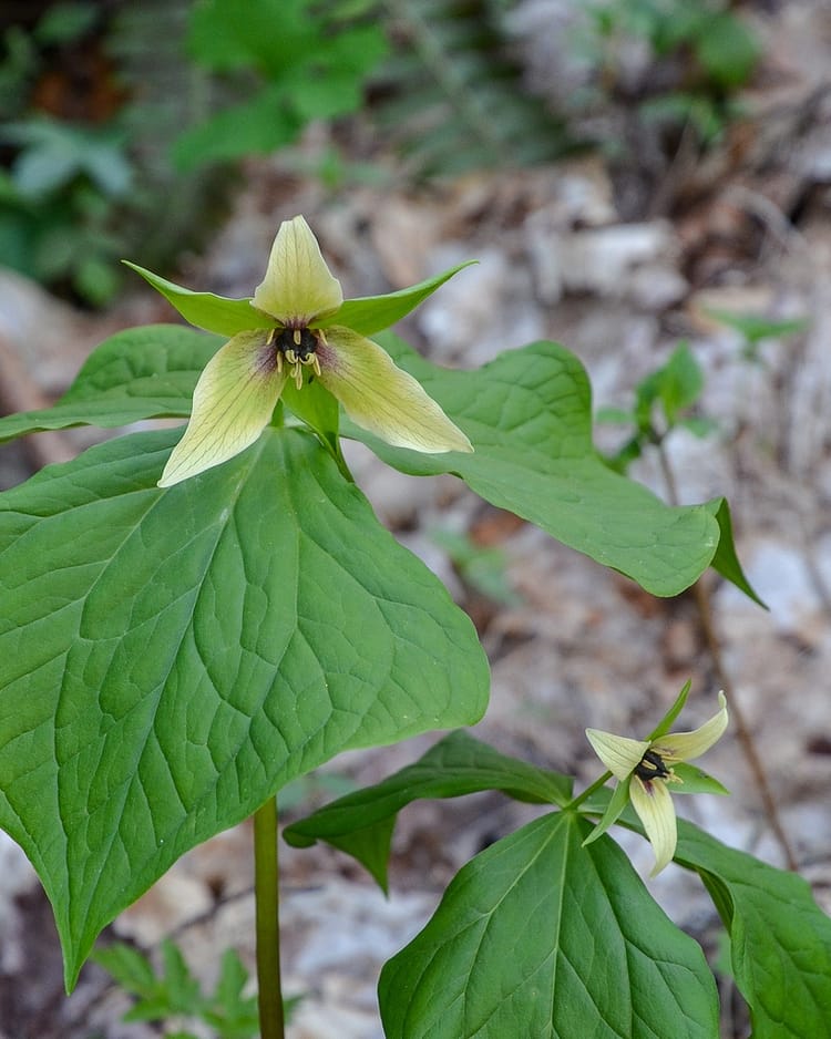 White Erect Trillium