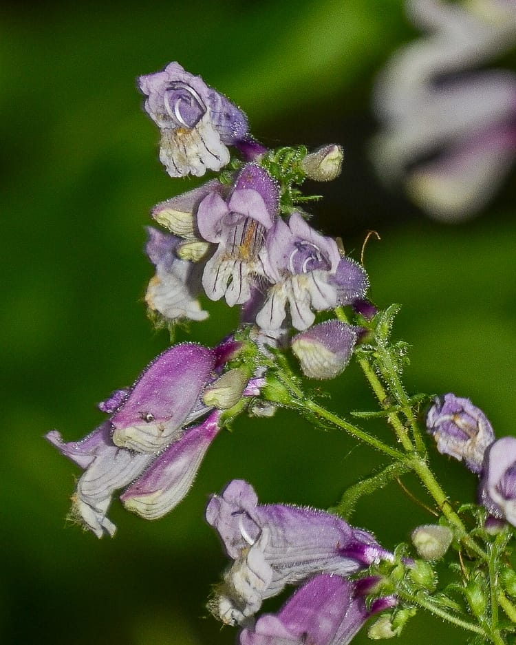 Skullcap