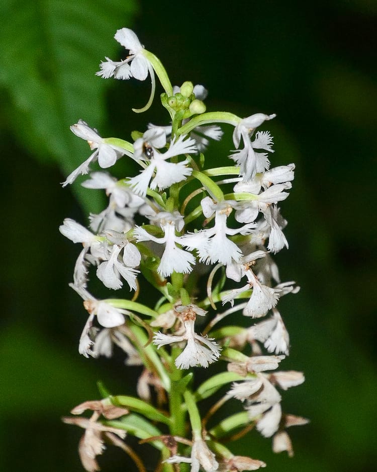 Small Purple Fringed Orchid, white variety