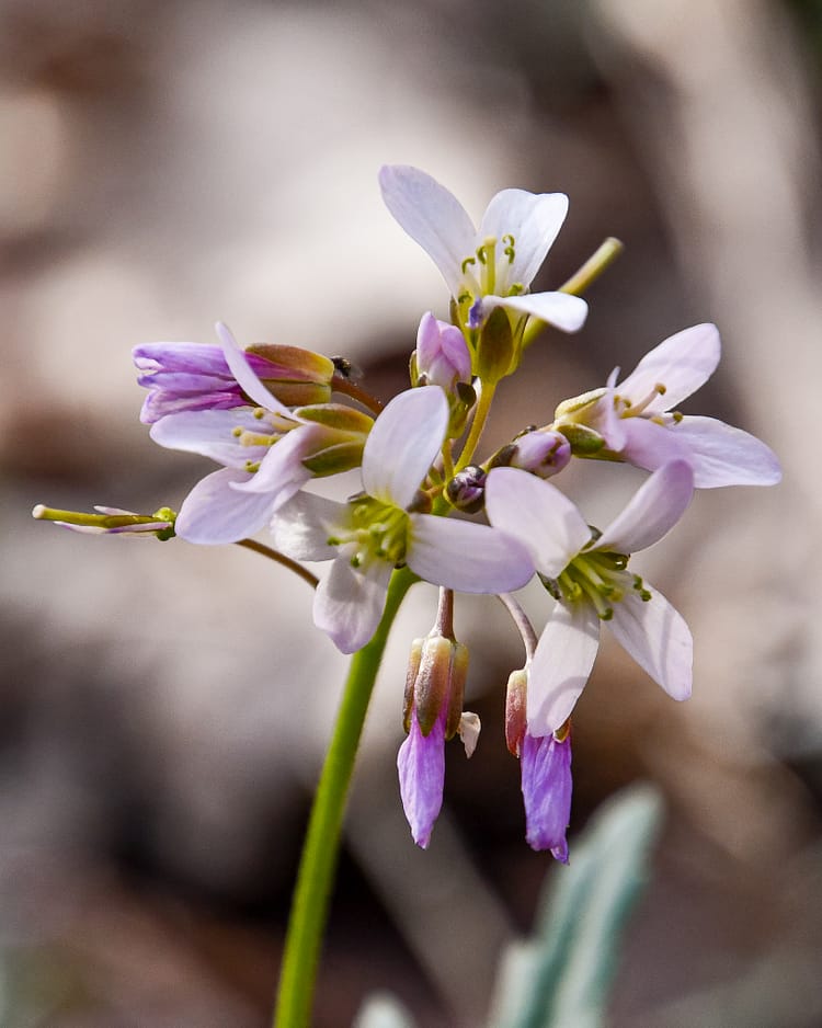 Cut leaf toothwort- Appalachian Ranger District