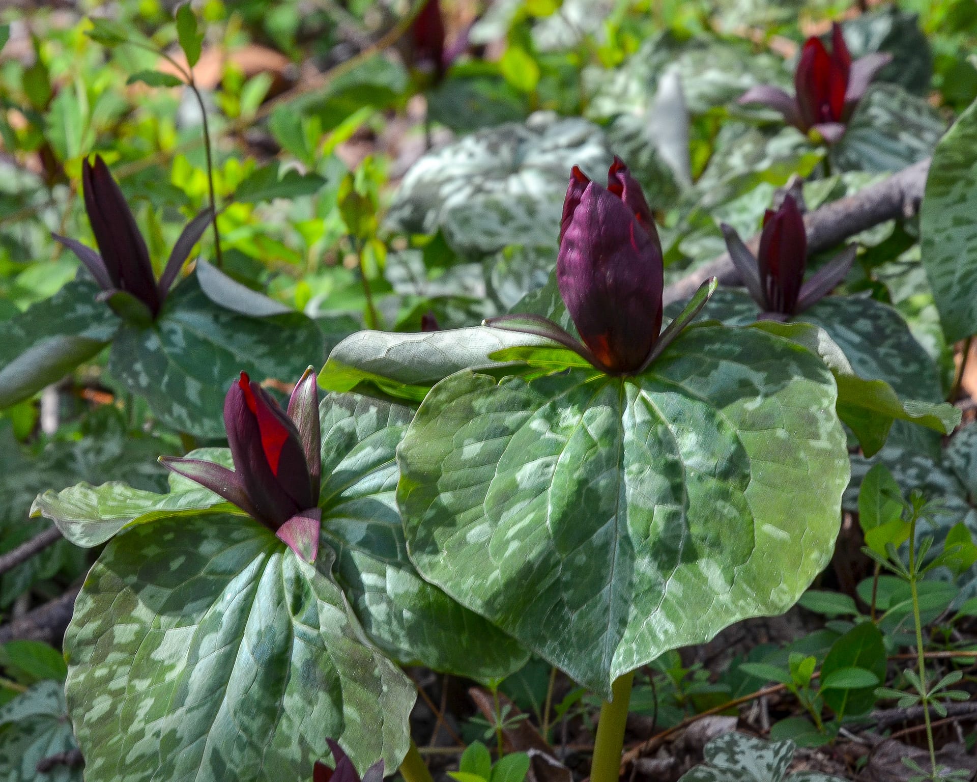 Blue Wall Preserve HIKEscape