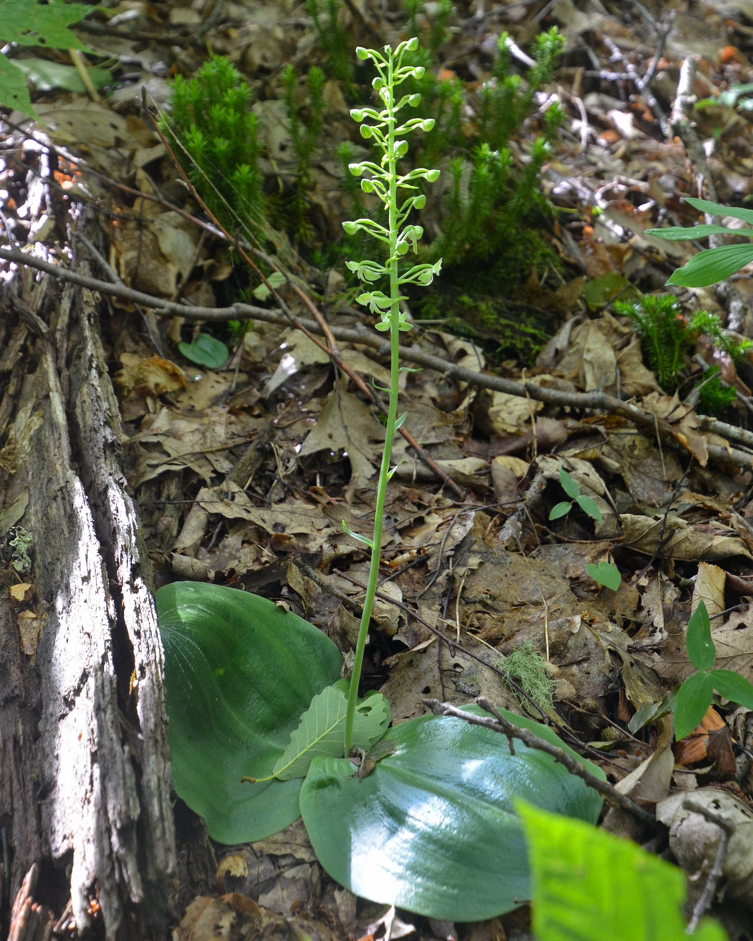 Round-Leaf Orchid, Platanthera orbiculata