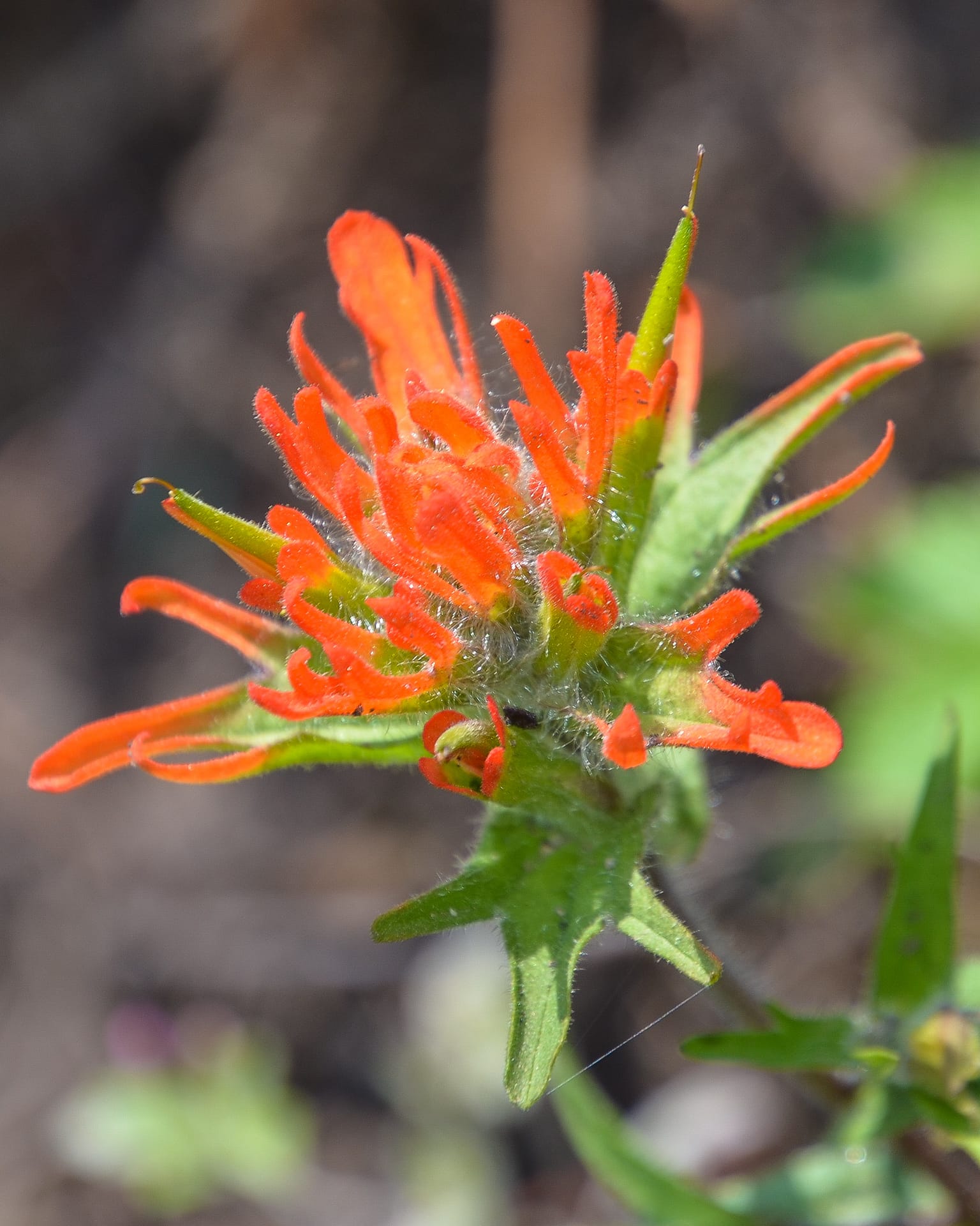 Paintbrush in the Cascades