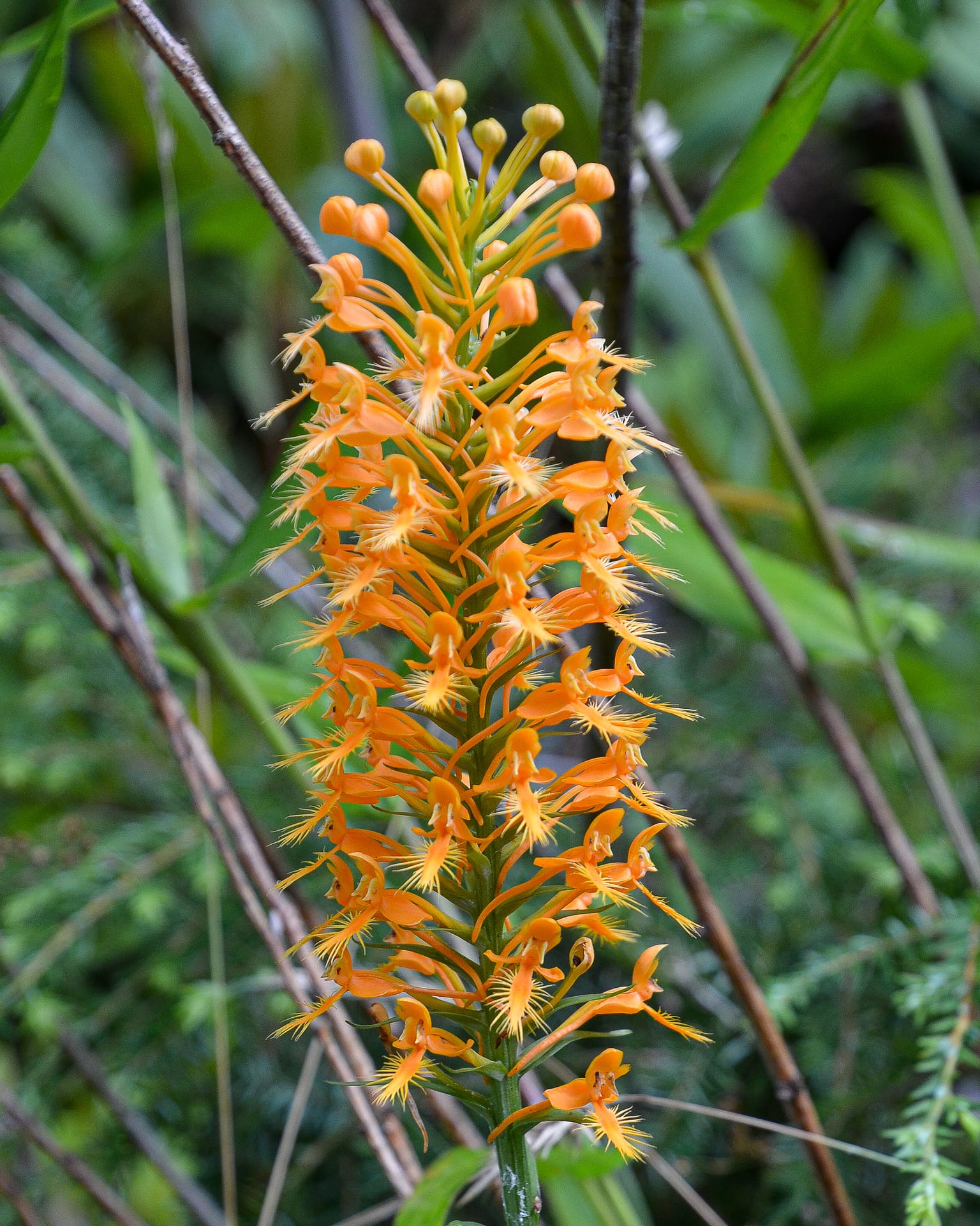 yellow- fringed orchid, Platanthera ciliaris
