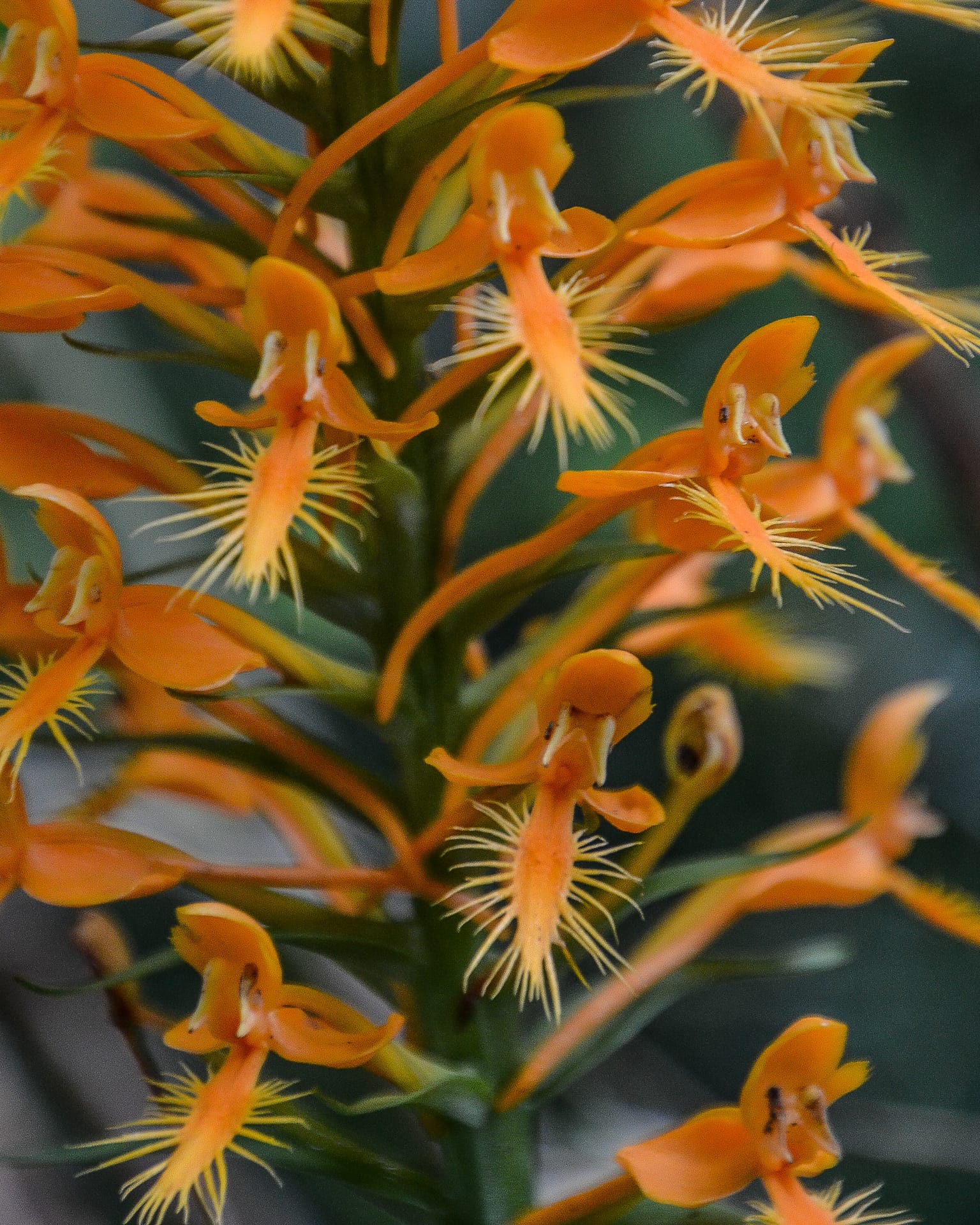 yellow-fringed orchid