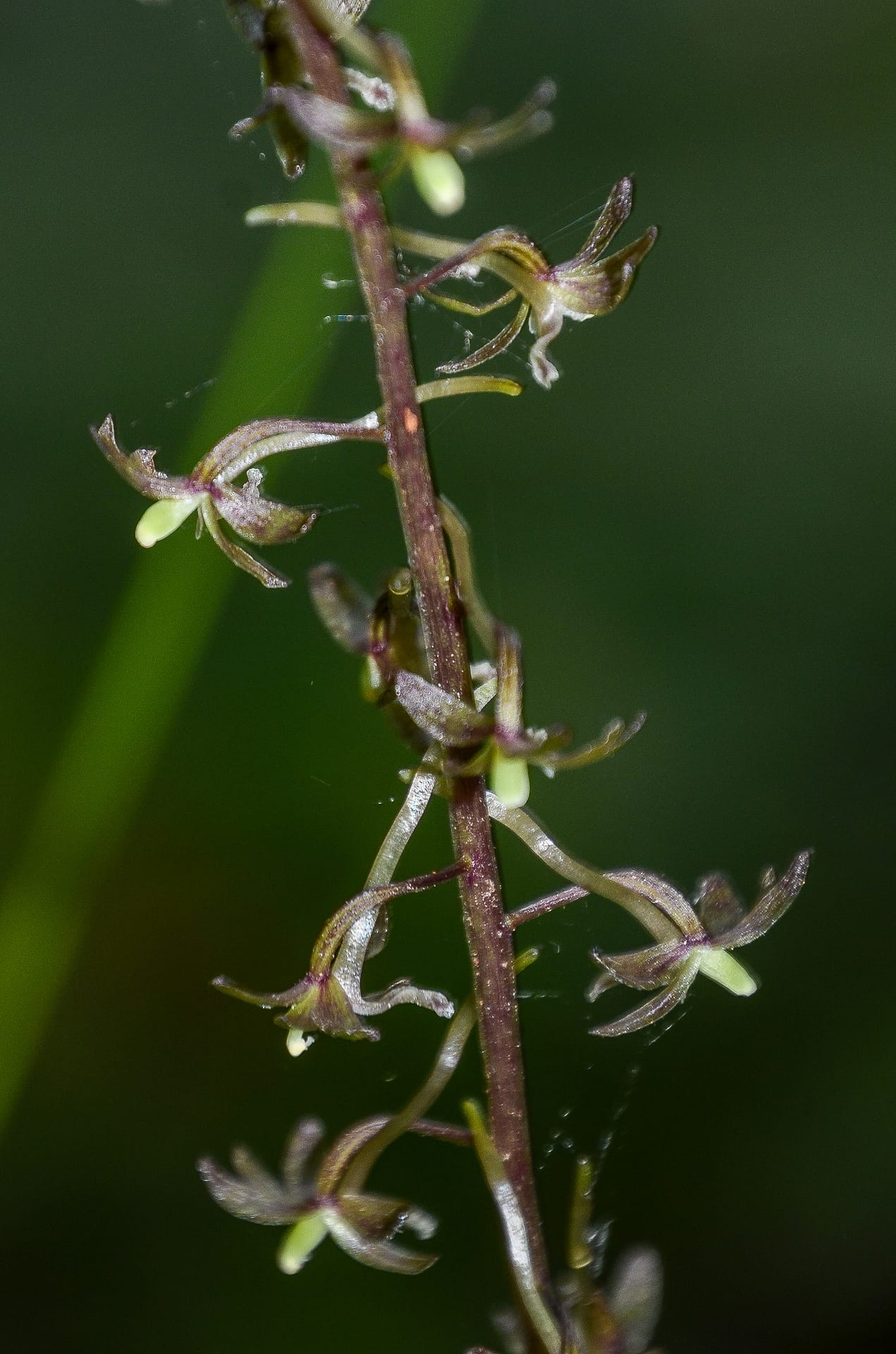 Cranefly orchid
