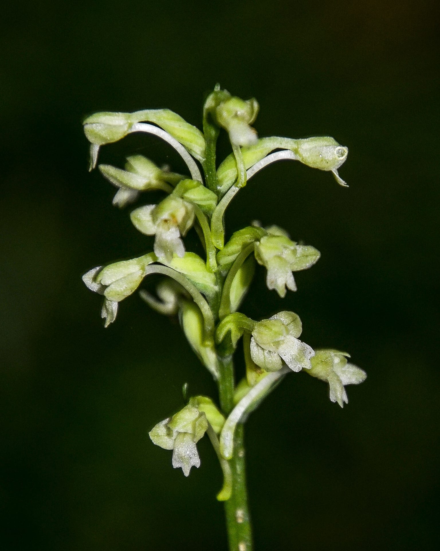 Rocky Fork, Small woodland or club spur orchid