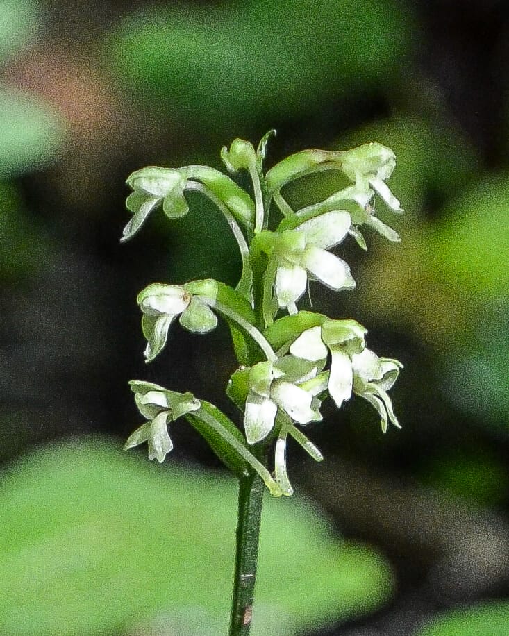 Rocky Fork, Small woodland or club spur orchid

