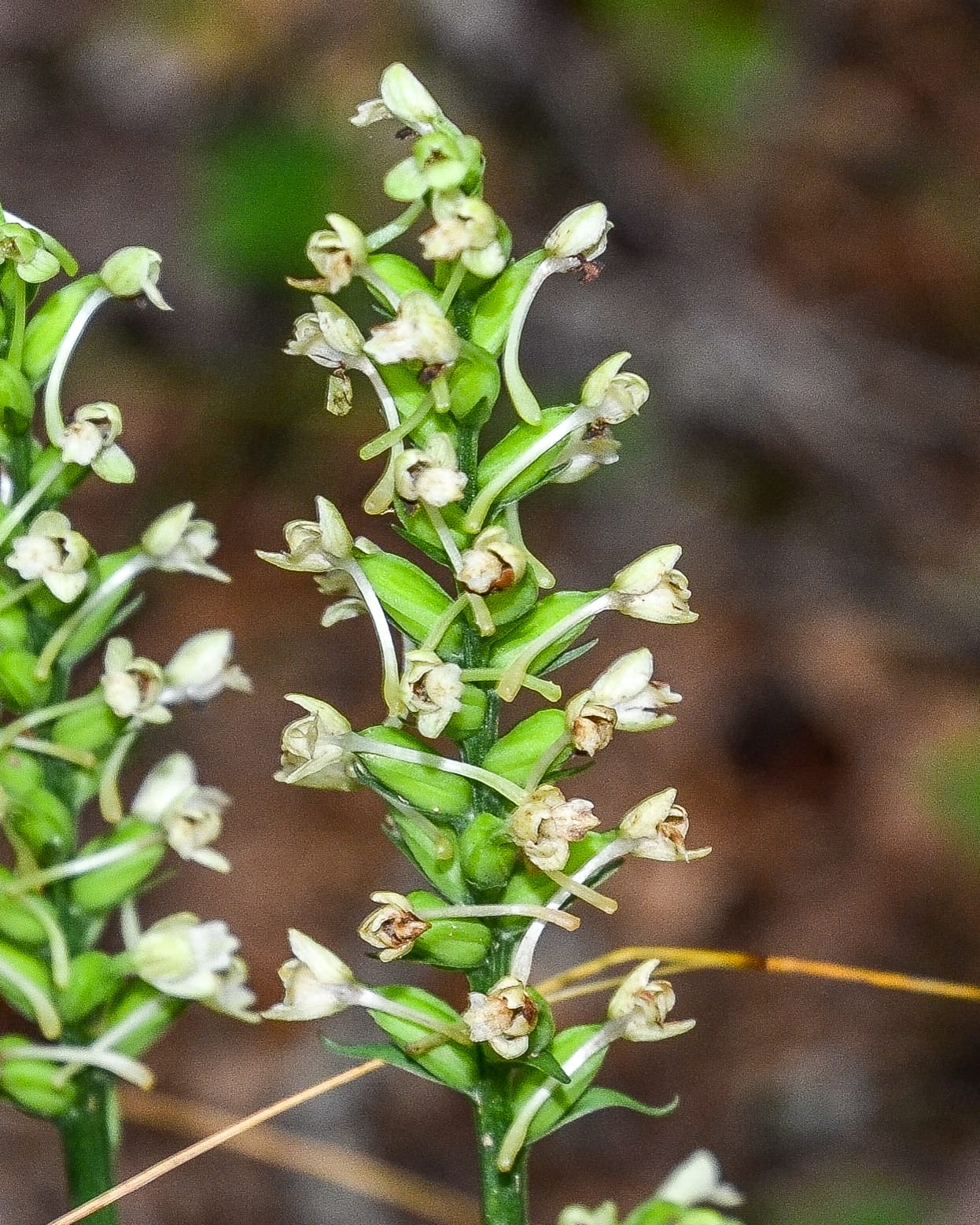 Rocky Fork, woodland orchid or club spur orchid