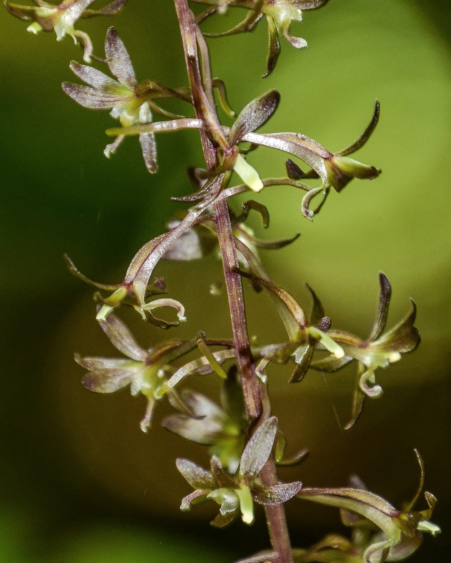 Cranefly orchid, GSMNP