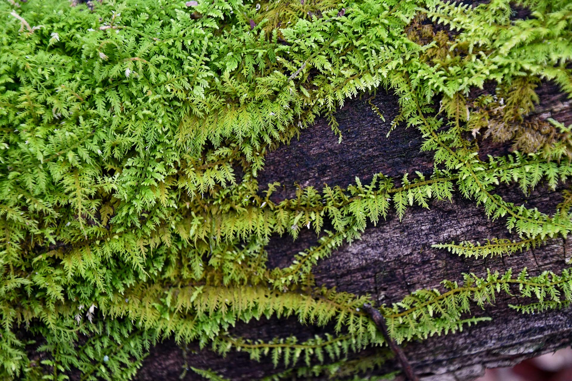 green moss in winter landscape

