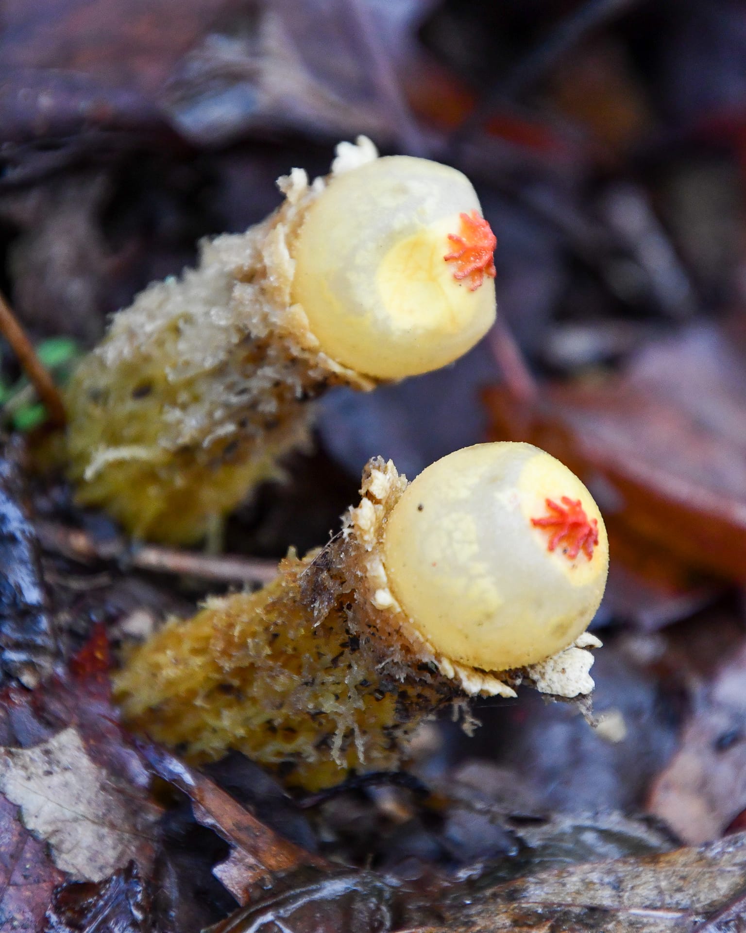 fungi in winter