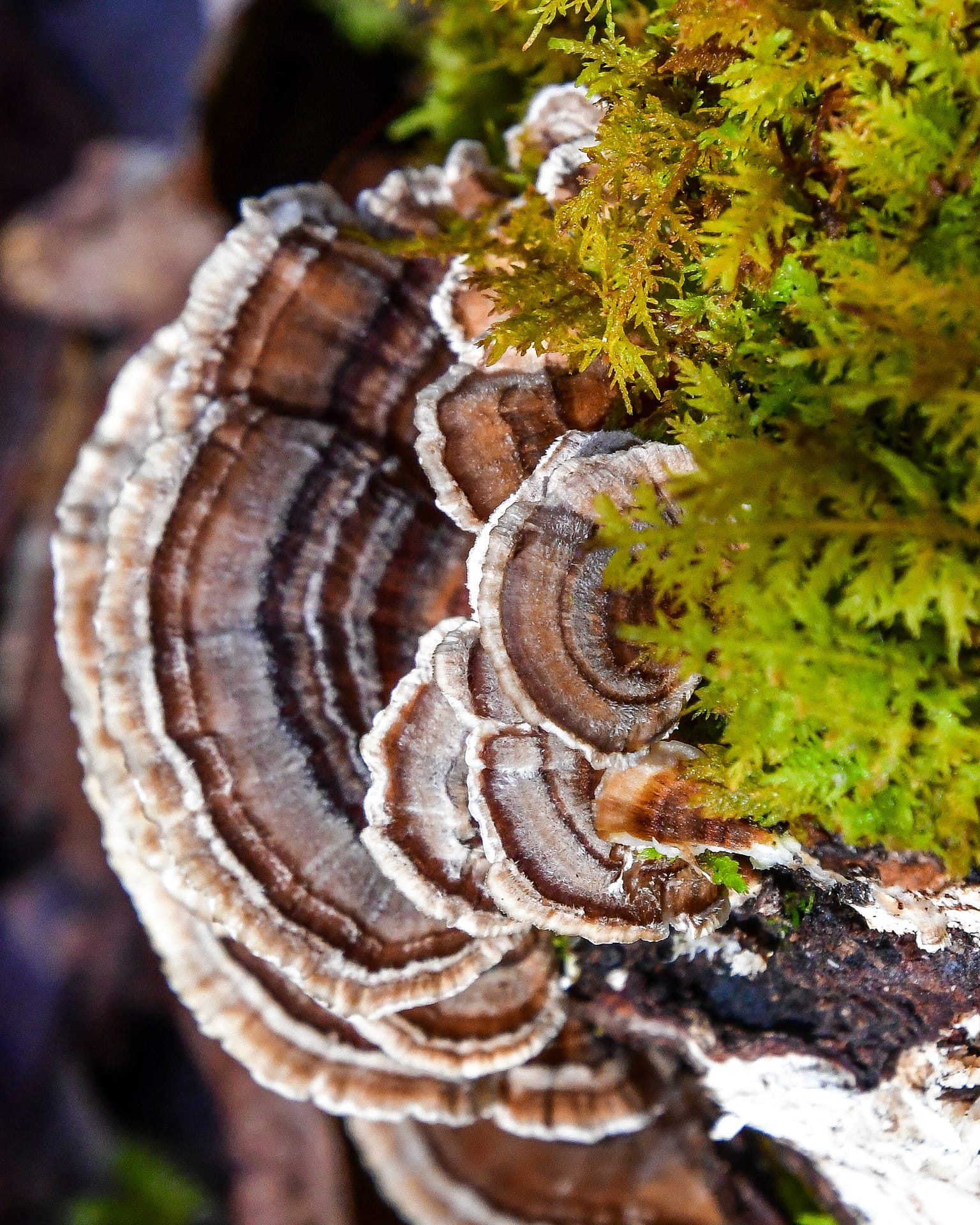 Turkey Trail fungi- Nolichucky to Curly Maple
