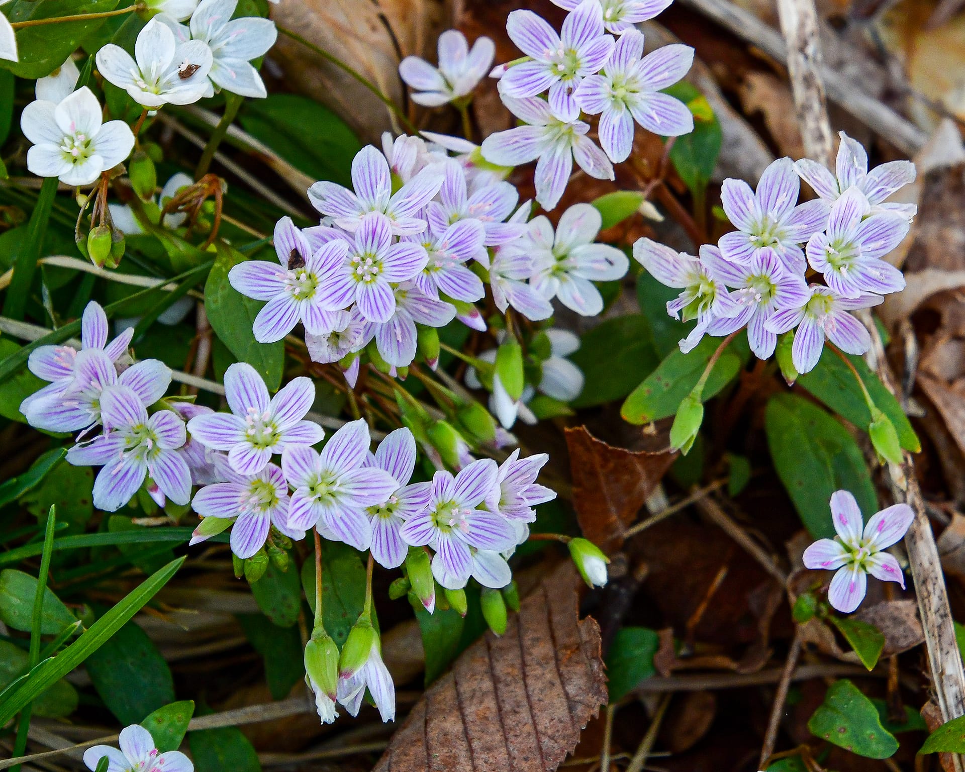 Spring Beauty in the Appalachian Ranger district
