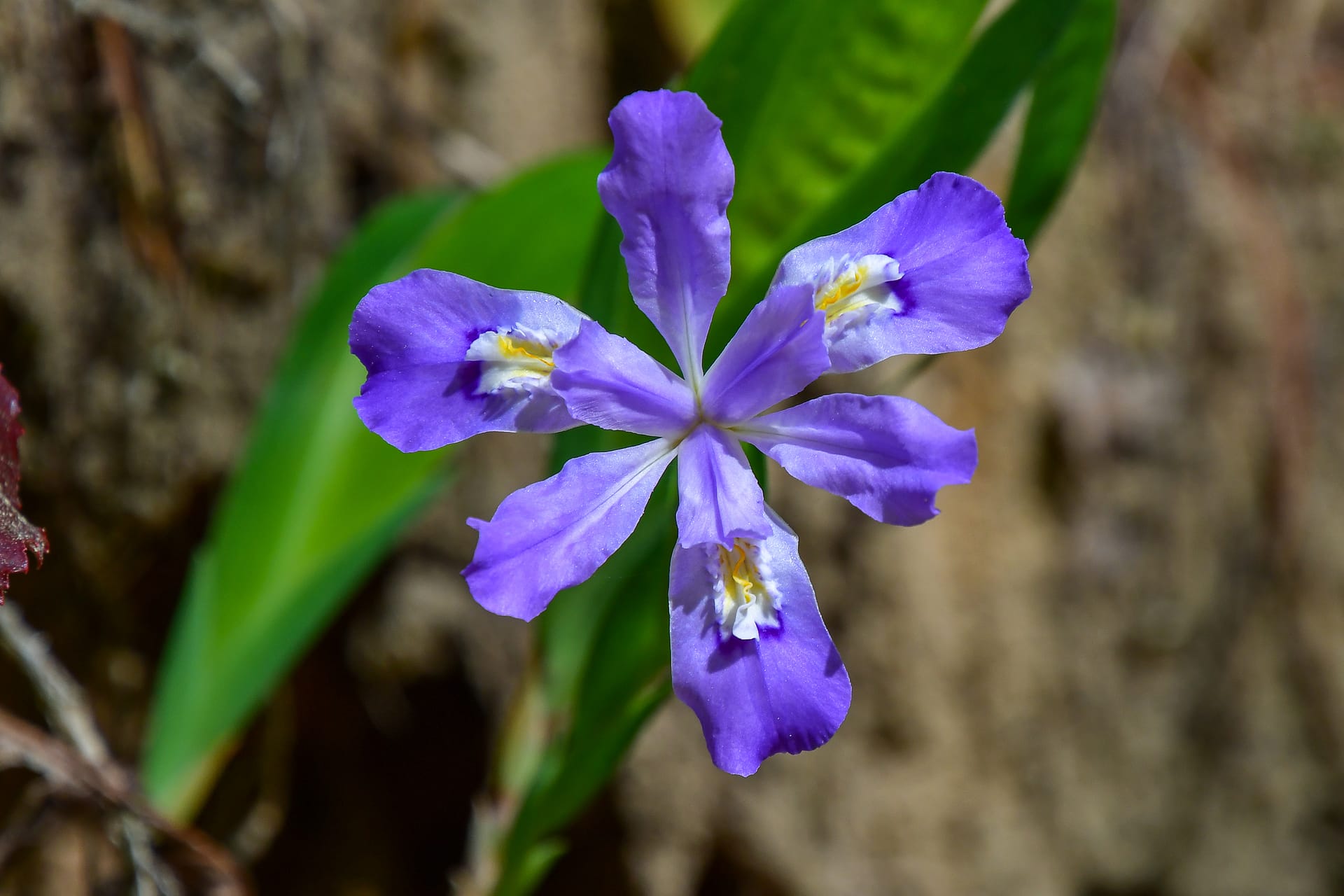 Crested dwarf iris- Ashmore Heritage Preserve