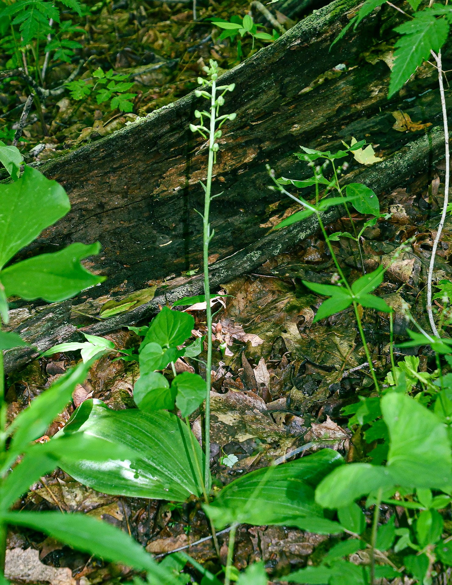 Round Leaved Orchid- Platanthera orbiculata