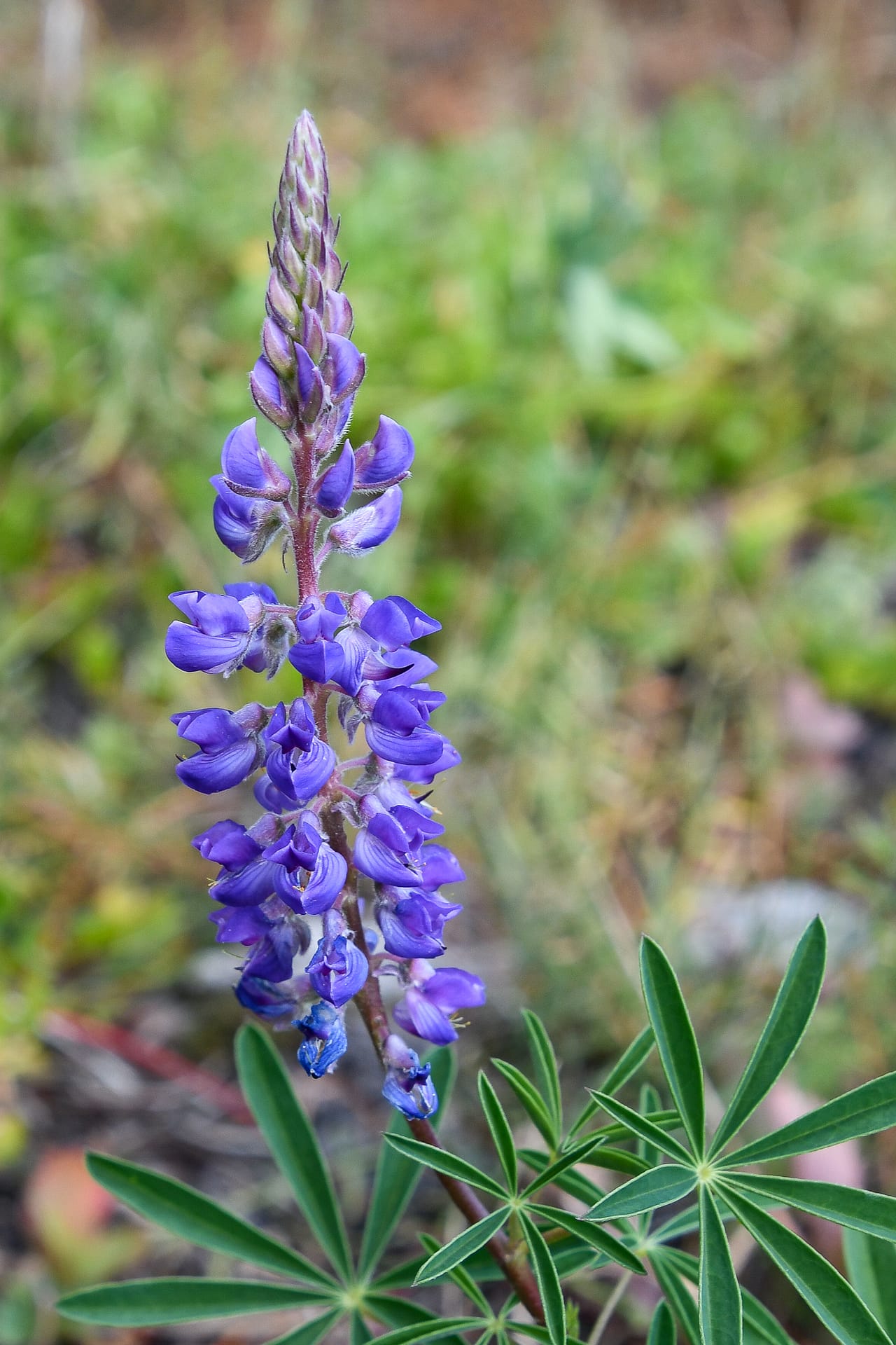 Lupine in Arapaho National Forest