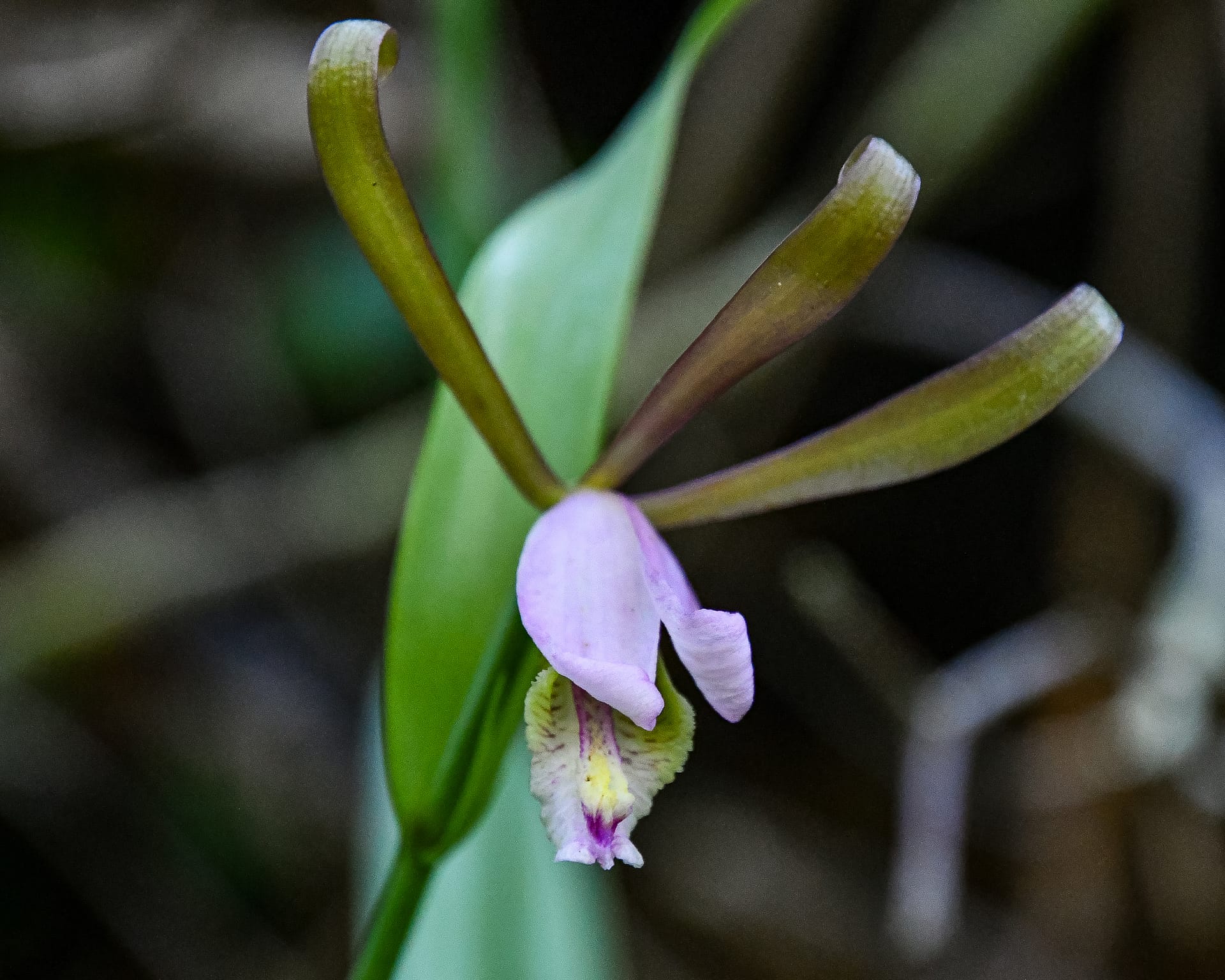 Native orchids: Cleistes bifaria