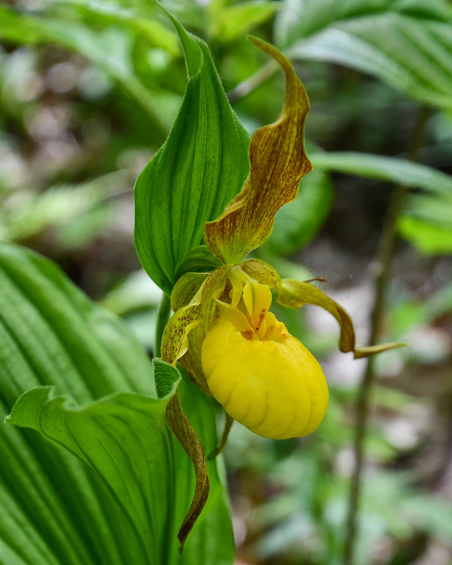 Yellow Lady's Slipper in Nantahala National Forest