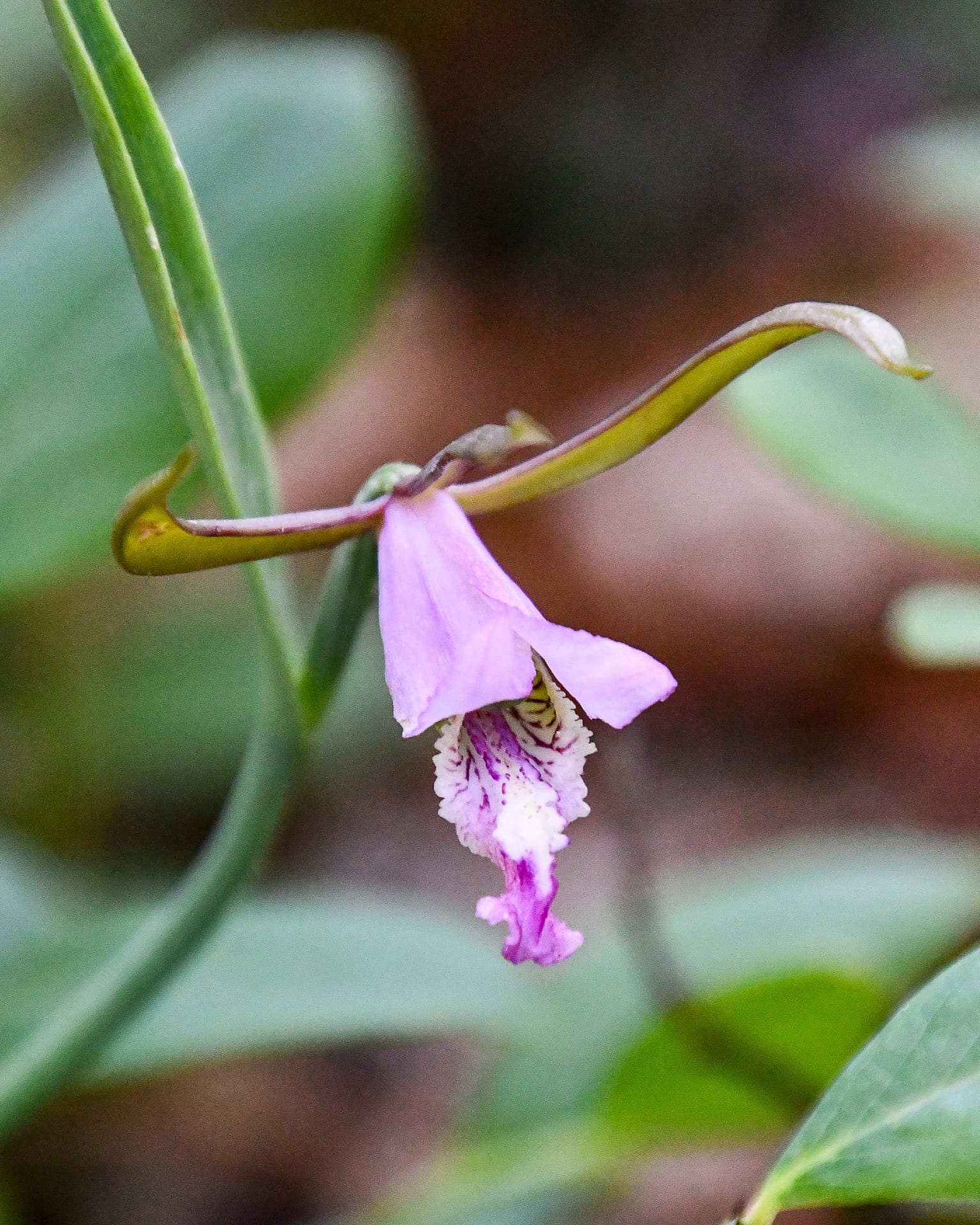 Native orchids- Cleistes bifaria